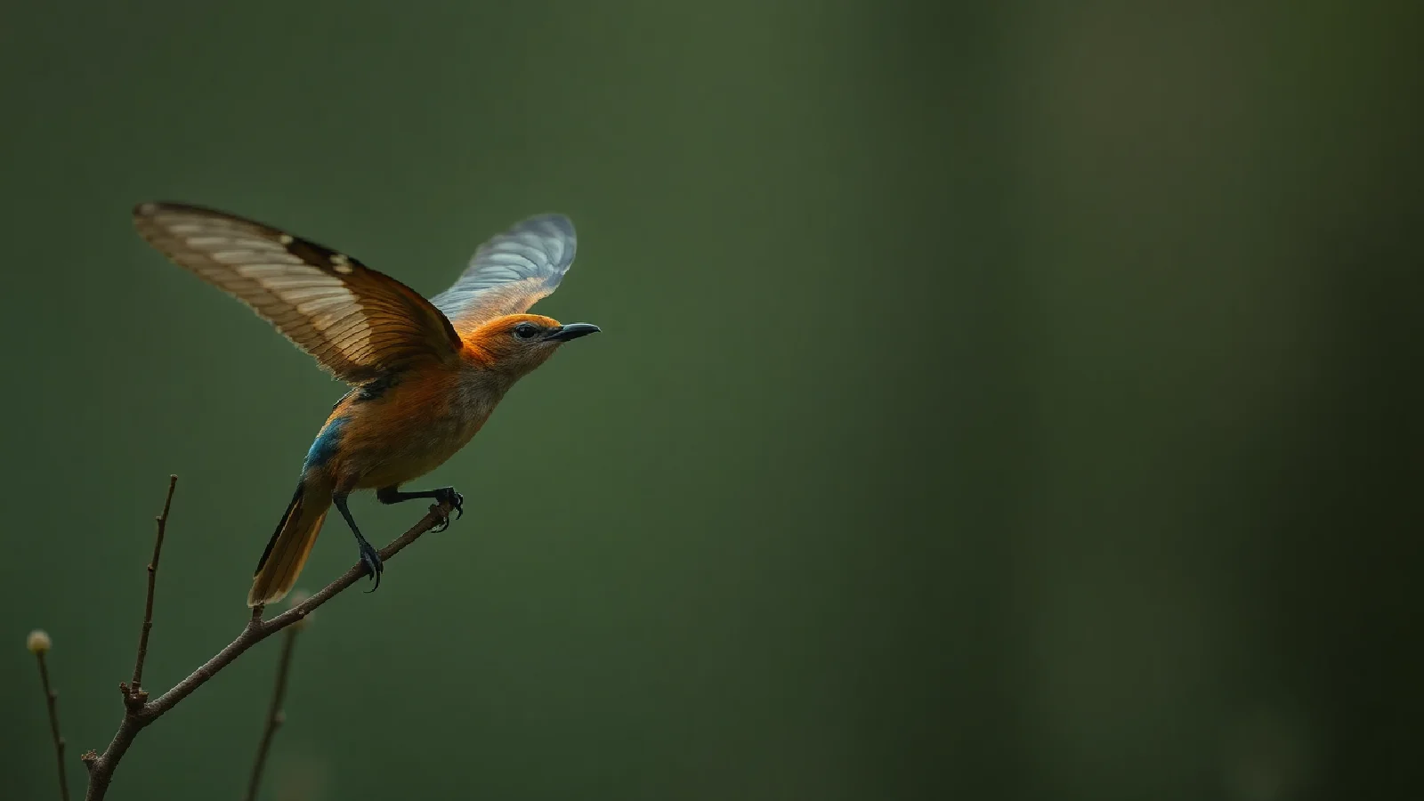 Pourquoi certaines espèces vivent 200 ans et pas l'humain
